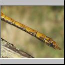 Sympetrum striolatum - Grosse Heidelibelle w02.jpg